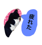Mokochan everyday（個別スタンプ：12）