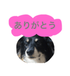 Mokochan everyday（個別スタンプ：13）