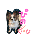 sae-pino（個別スタンプ：11）