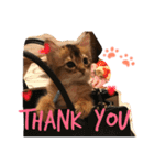 うちの子猫ちゃちゃ（個別スタンプ：1）