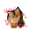 うちの子猫ちゃちゃ（個別スタンプ：2）