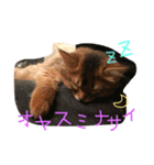 うちの子猫ちゃちゃ（個別スタンプ：4）