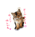 うちの子猫ちゃちゃ（個別スタンプ：5）