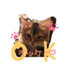 うちの子猫ちゃちゃ（個別スタンプ：7）