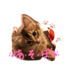 うちの子猫ちゃちゃ（個別スタンプ：9）