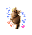 うちの子猫ちゃちゃ（個別スタンプ：11）