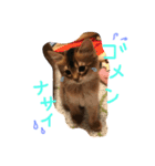 うちの子猫ちゃちゃ（個別スタンプ：13）