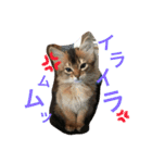 うちの子猫ちゃちゃ（個別スタンプ：14）