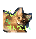 うちの子猫ちゃちゃ（個別スタンプ：16）