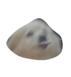 Doggoge（個別スタンプ：2）