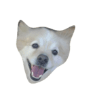 Doggoge（個別スタンプ：3）