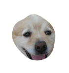 Doggoge（個別スタンプ：4）