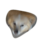 Doggoge（個別スタンプ：5）