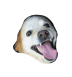 Doggoge（個別スタンプ：7）
