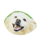Doggoge（個別スタンプ：8）