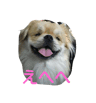 愛犬日和（個別スタンプ：1）