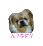 愛犬日和（個別スタンプ：2）