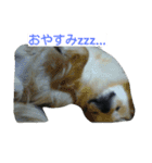 愛犬日和（個別スタンプ：3）