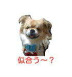 愛犬日和（個別スタンプ：4）