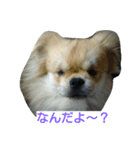 愛犬日和（個別スタンプ：5）