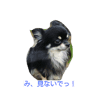 愛犬日和（個別スタンプ：6）