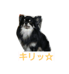 愛犬日和（個別スタンプ：7）