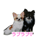 愛犬日和（個別スタンプ：8）