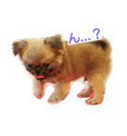 愛犬日和（個別スタンプ：9）