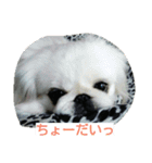 愛犬日和（個別スタンプ：10）