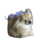 愛犬日和（個別スタンプ：11）