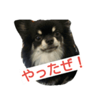 愛犬日和（個別スタンプ：12）