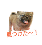 愛犬日和（個別スタンプ：13）