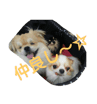 愛犬日和（個別スタンプ：14）