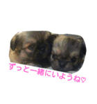 愛犬日和（個別スタンプ：15）