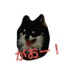 愛犬日和（個別スタンプ：16）