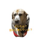 のんびりラブのレオンさん2（個別スタンプ：5）