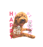 らるわんこスタンプ（個別スタンプ：10）