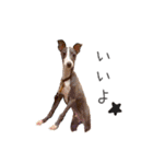愛犬たちの日常（個別スタンプ：3）