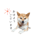 愛犬たちの日常（個別スタンプ：5）