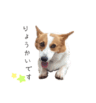 愛犬たちの日常（個別スタンプ：6）