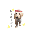 愛犬たちの日常（個別スタンプ：8）