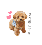 愛犬たちの日常（個別スタンプ：9）