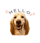 愛犬たちの日常（個別スタンプ：11）