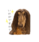 愛犬たちの日常（個別スタンプ：12）