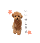 愛犬たちの日常（個別スタンプ：14）