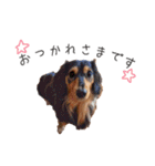 愛犬たちの日常（個別スタンプ：15）