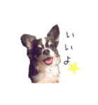 愛犬たちの日常（個別スタンプ：17）