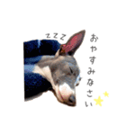 愛犬たちの日常（個別スタンプ：20）