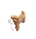 愛犬たちの日常（個別スタンプ：21）