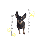 愛犬たちの日常（個別スタンプ：23）
